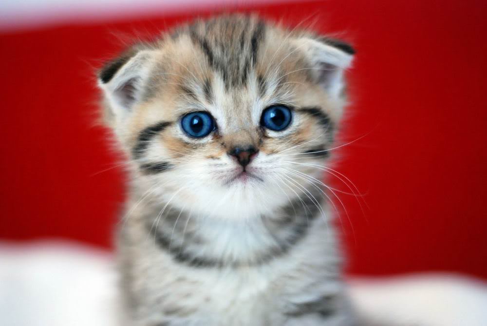 Bé mèo xinh xắn Kaiwai Dương sẽ làm mãn nhãn người xem bằng những bức ảnh đáng yêu và dễ thương của mình. Hãy đến và xem những khoảnh khắc của cô bé và bạn sẽ thấy sự đáng yêu vô điều kiện của cô bé.